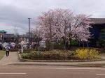 西山公園の桜